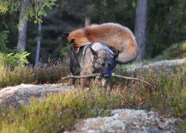 Amitié entre un chien et un renard