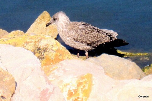 La jeune mouette ...