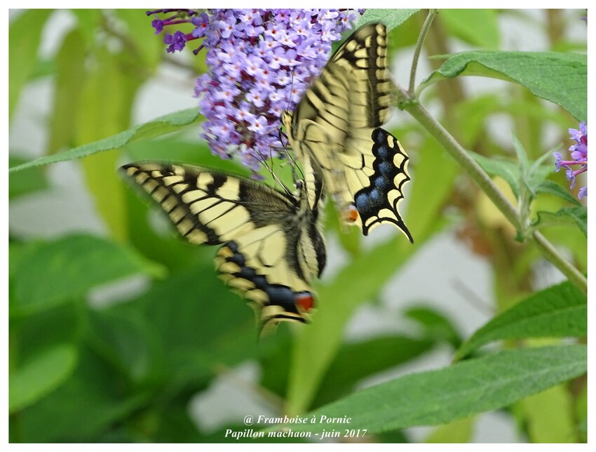 Papillon machaon du jardin - couple - Juin 2017