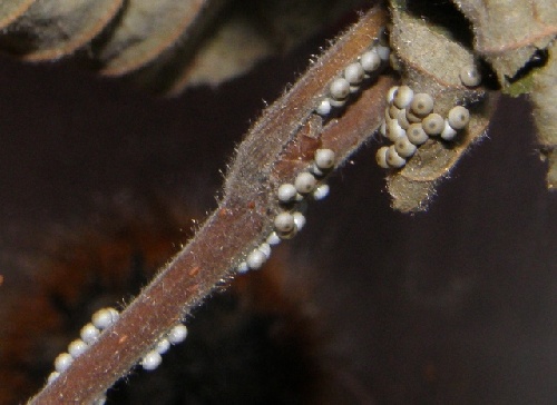 La chenille