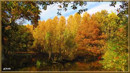 Couleurs et reflets d'automne ! 