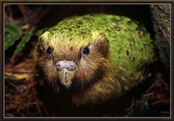 Le Kakapo