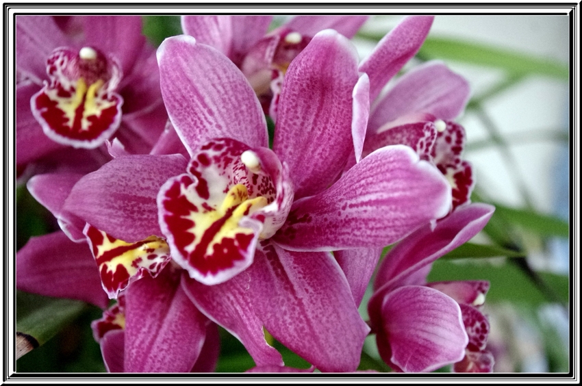 Des orchidées pour vous souhaiter
