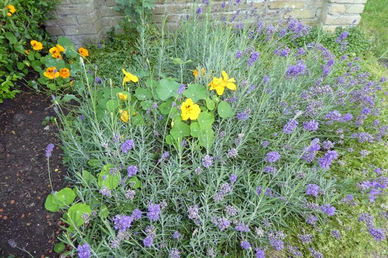 MES  PETITES  FLEURS