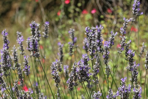 Très "fleur bleue", juillet !