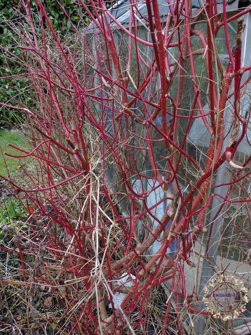 les nouvelles du jardin