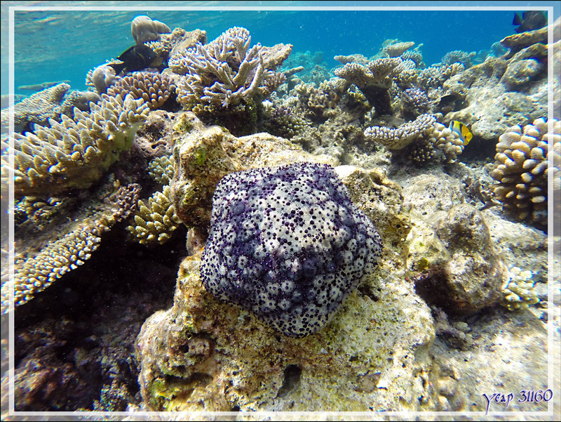 Etoile-coussin de requin ou Culcite, Cushion-star or Pillow starfish (Culcita schmideliana) - Snorkeling à Athuruga - Atoll d'Ari - Maldives