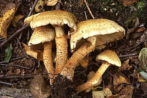 Pholiota squarrosa