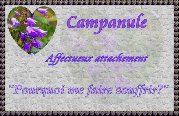 campanule.jpg