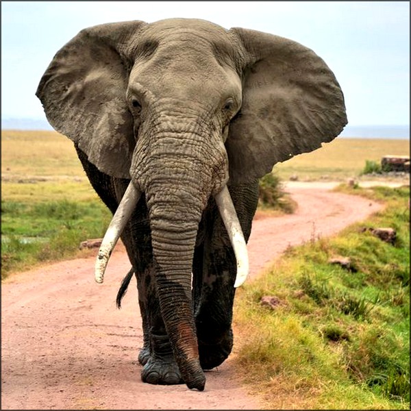L'éléphant ce qu'on doit savoir