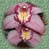 orchidÃ©e 2.jpg