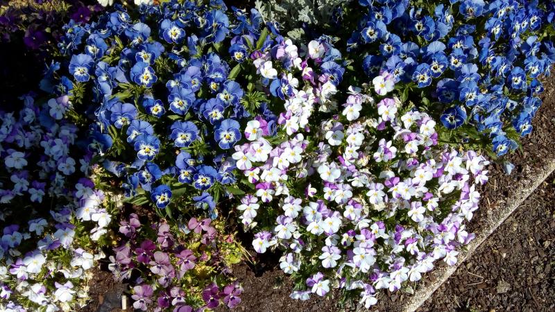 un lundi en couleur (Bleue-Blanc)