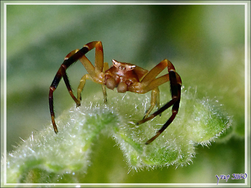 Araignée crabe Thomise enflée mâle (Thomisus onustus) de face, de profil et de dos - La Couarde-sur-Mer - Île de Ré - 17