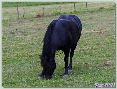 La bergeronnette et le cheval de Mérens - Verdun-sur-Ariège - 09