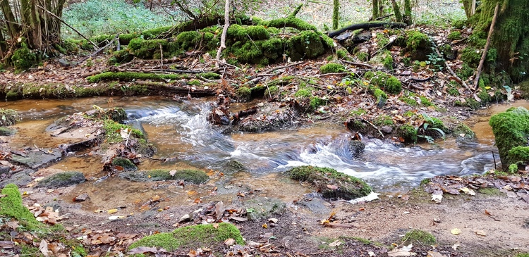 Bain de forêt en remontant doucement