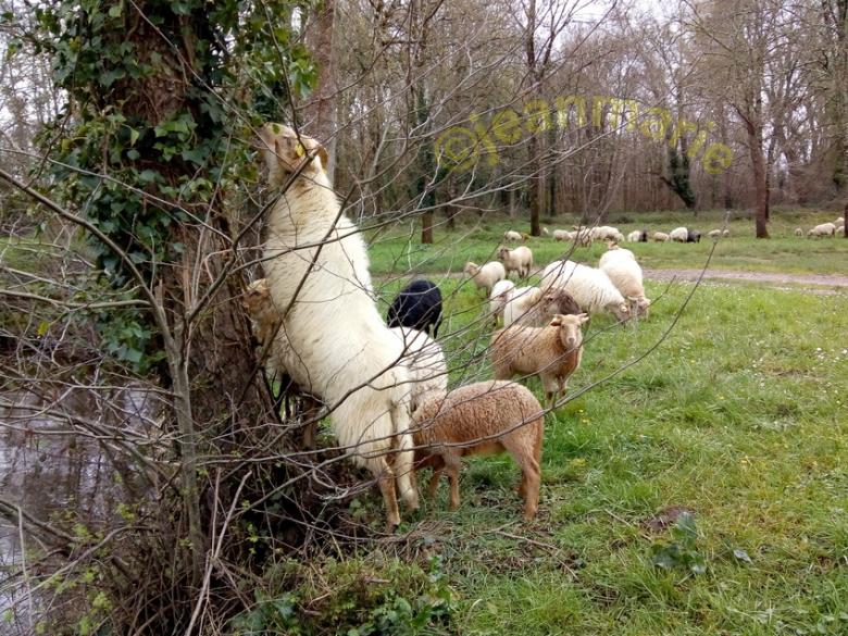 des Moutons a Sanches (Preignac) Gironde