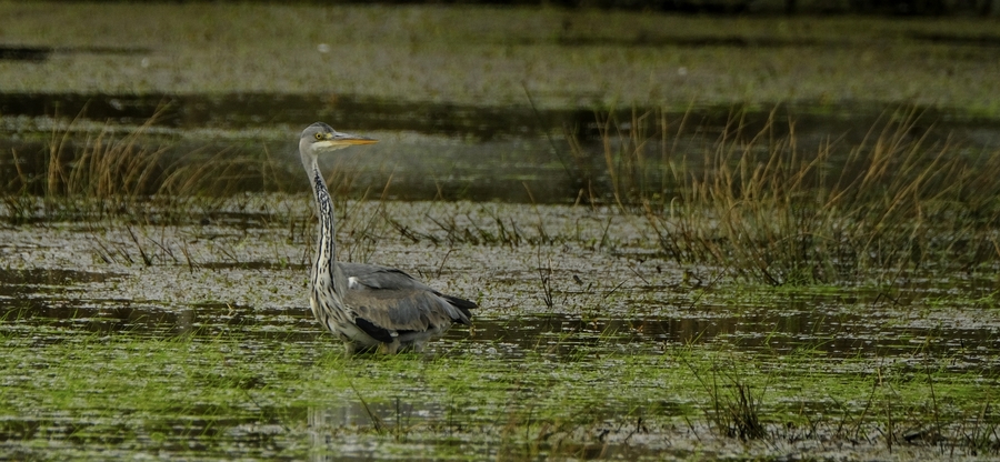 La pêche aux écrevisses.