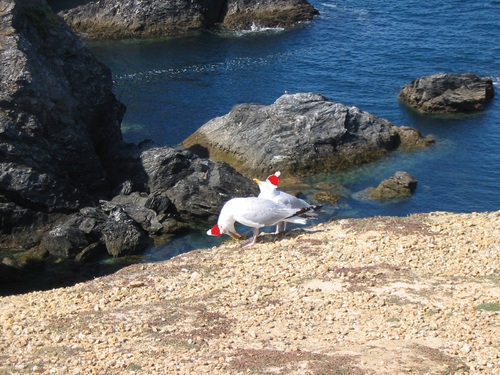 Une mouette sur le parking