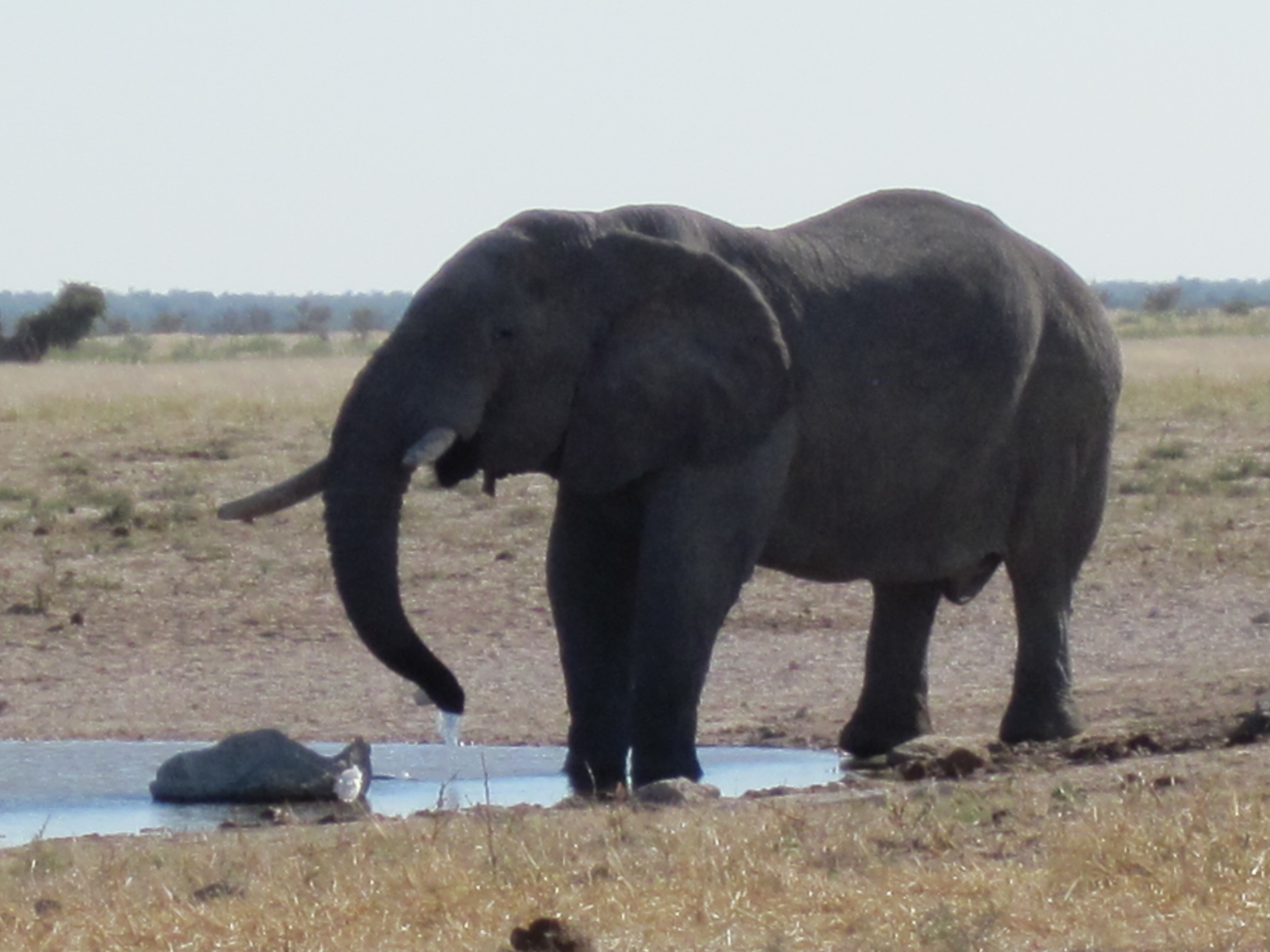 Parc d'Etosha