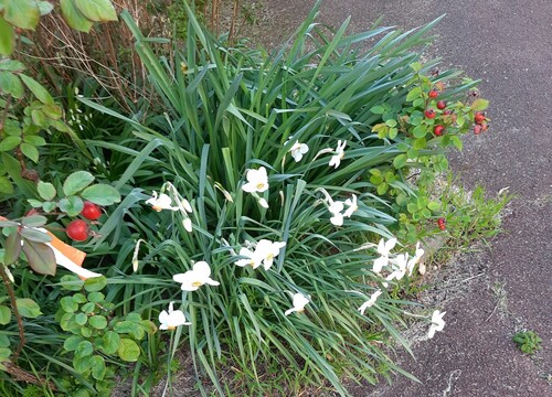 Quelques fleurs du parc Flaubert