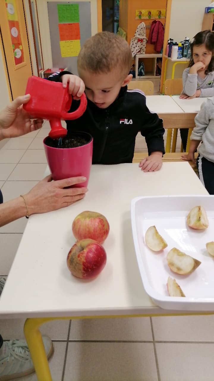 Fiche D Identité De La Pomme En Maternelle PS MS - Nouveau thème : LA POMME - Ecole Saint Joseph
