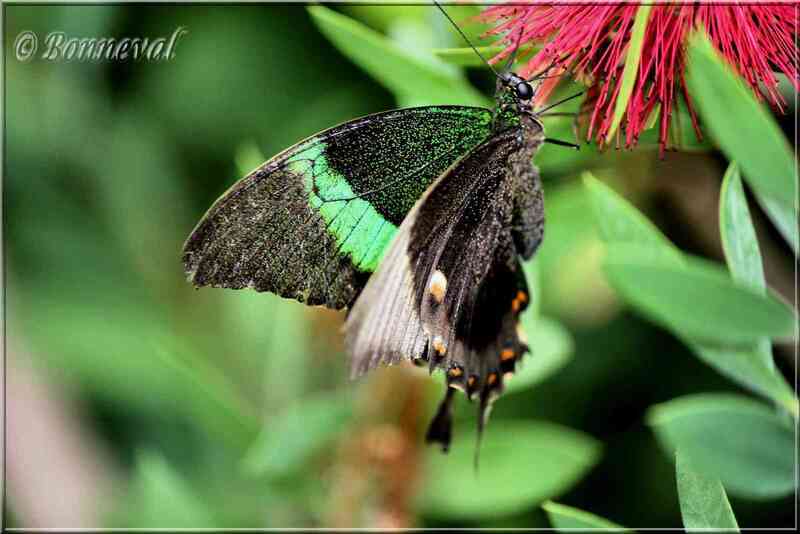 Papillons tropicaux Papilio palinurus