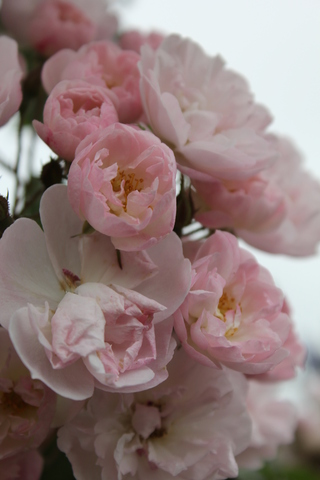 rosier liane rose pâle 'Dentelle de Malines' de Lens