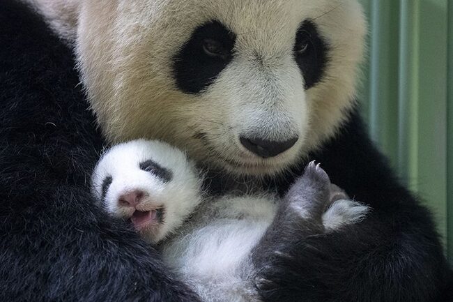 Les deux bébés pandas du Zoo de Beauval ont ouvert les yeux