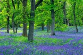 bluebell wood copy
