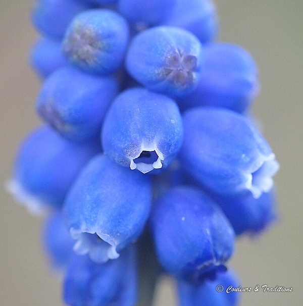 Muscari 