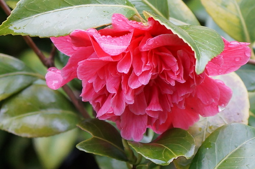 Camélia Japonica 'ack scent'