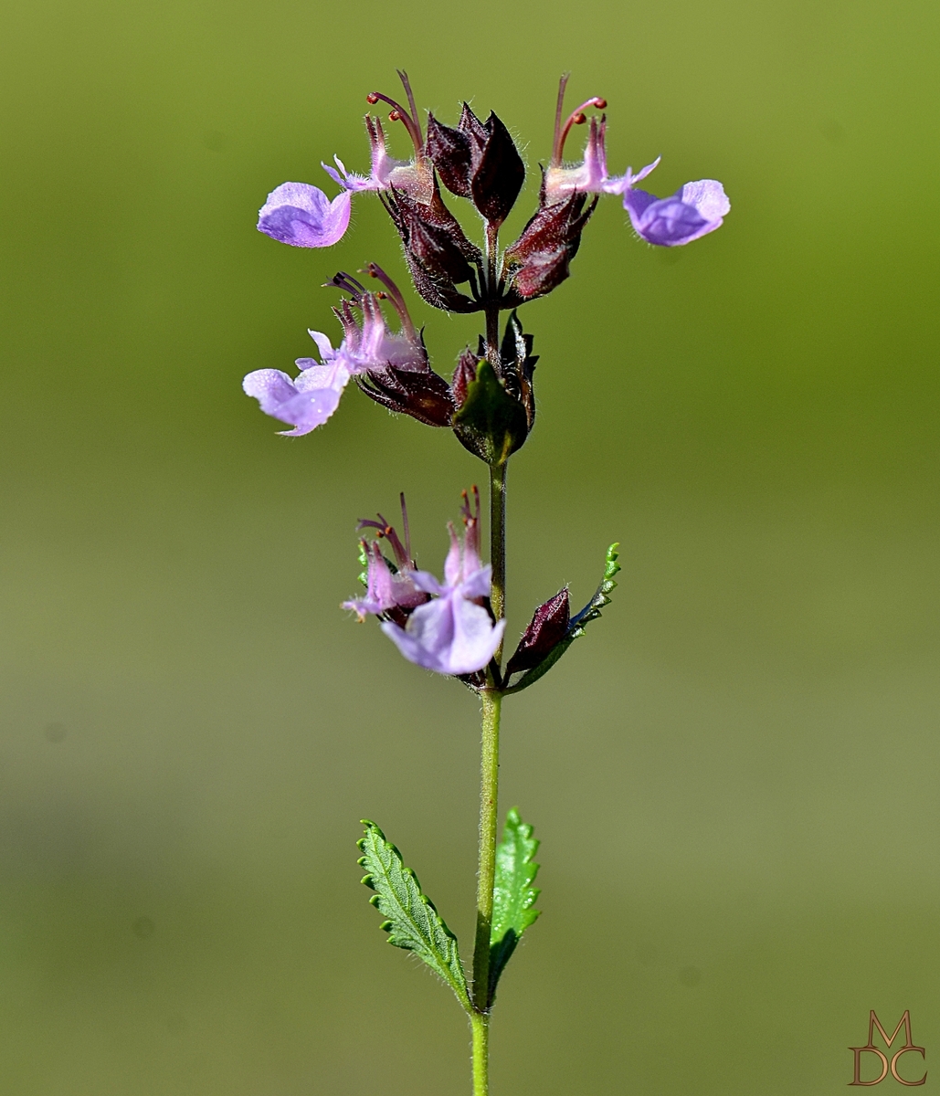 Epiaire officinale