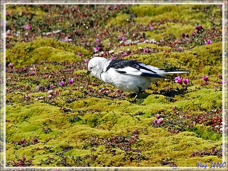 Quelques oiseaux de l'île Ytre Norskoya - Svalbard - Norvège