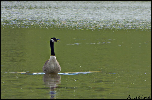 Belles du lac..