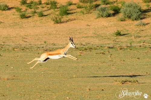 Another Kgalagadi trip