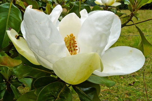 Magnolia