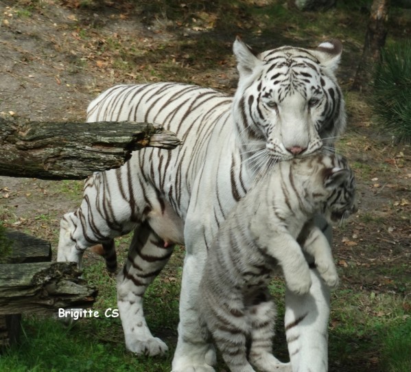 Une amitié entre tigre et bouc qui se dégrade...