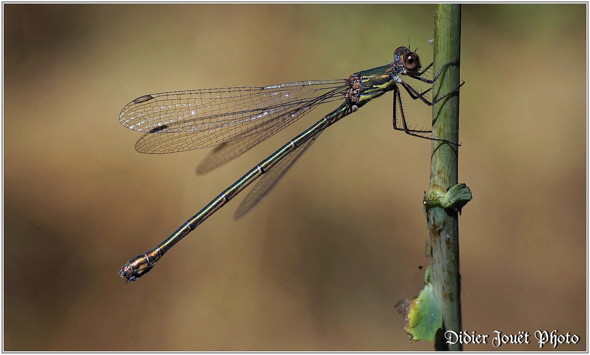 Leste Vert (1) - Chalcolestes viridis