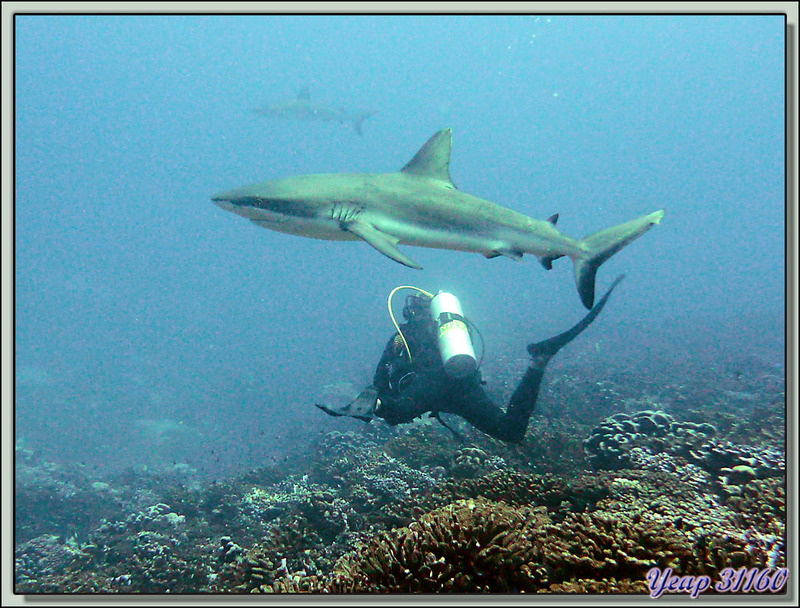 Plongée bouteille Passe Tumakohua : Requin gris - Fakarava - Polynésie française