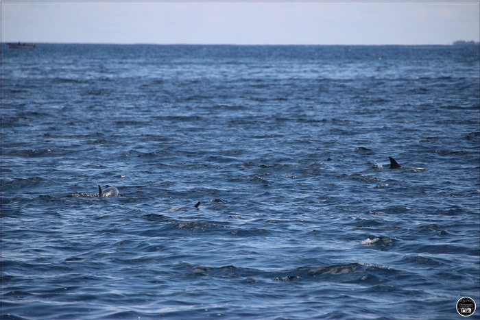 Nage avec les dauphins, à l'île Maurice