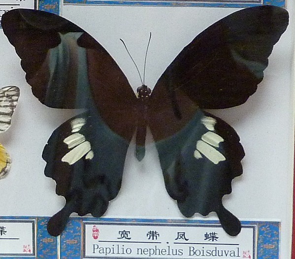 papillon papilio nephetus Boisduval