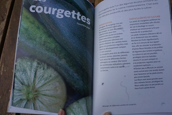 Courges, melons, concombres, etc...