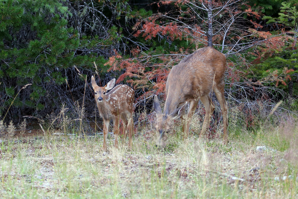 Black tailed Deer - Longmire