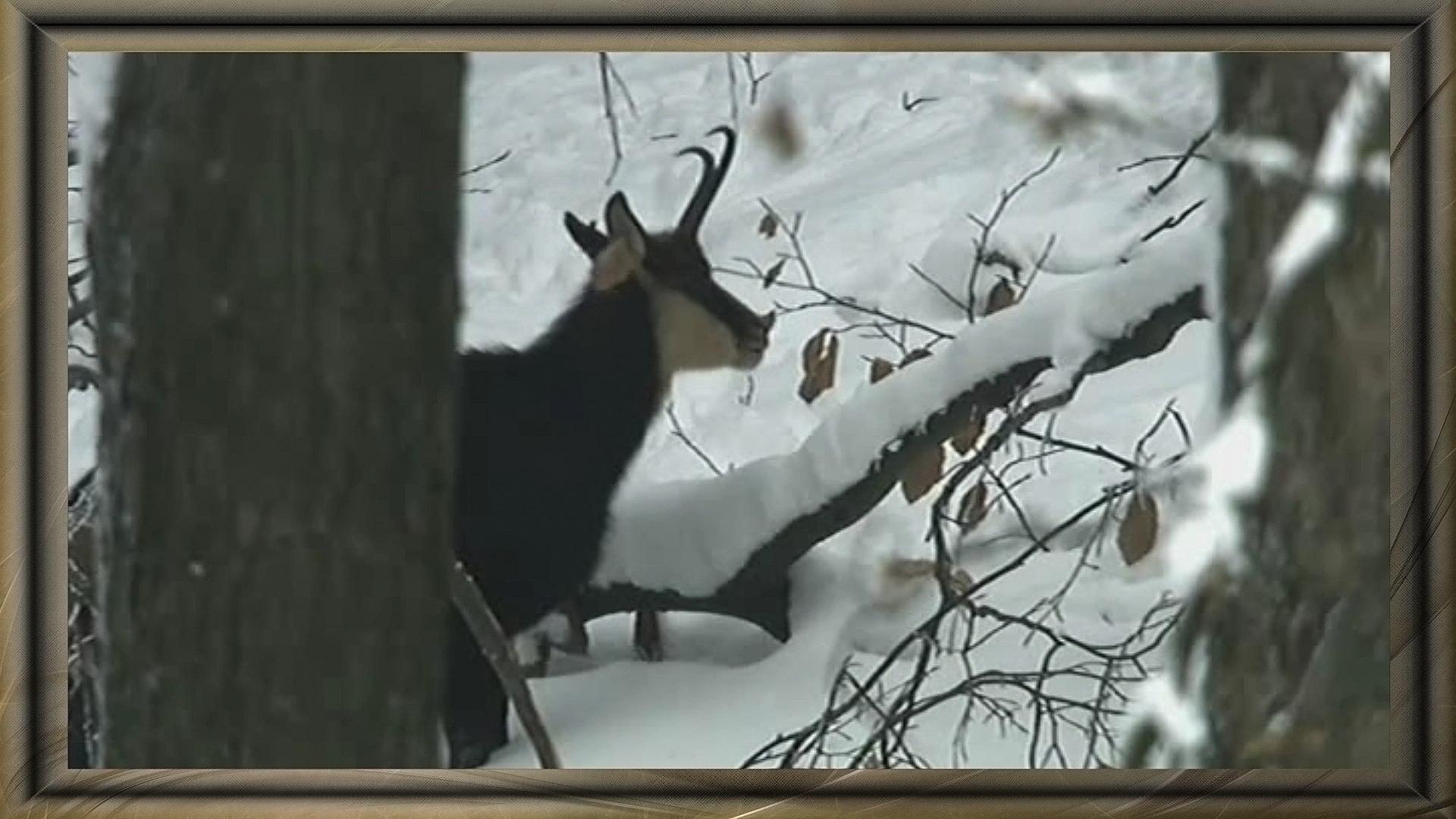 chamois dans la neige