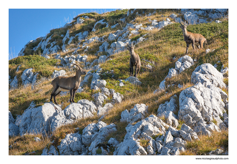 Sommets du Vercors, de feu et de lumière!