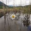 Camomille inodore (Tripleurospermum inodorum