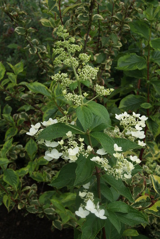 Hydrangea paniculata Unique