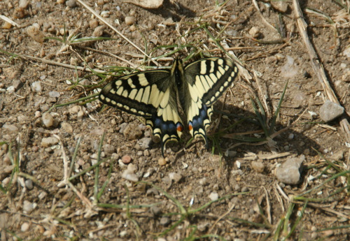 avec le soleil , le Machaon fait son apparition.16.04.2015