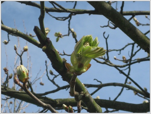 Défi n° 248 :  15 mars 2019 : les premiers bourgeons