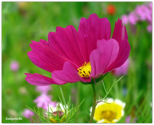 Méli-Mélo de fleurs et d'abeilles .